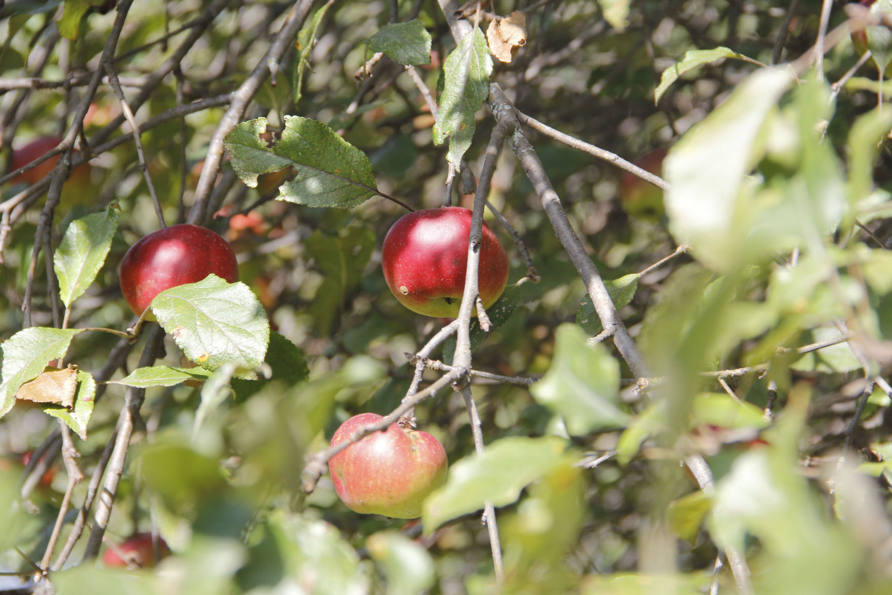 AppleFest Preview 3.jpg